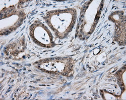 TPMT Antibody in Immunohistochemistry (Paraffin) (IHC (P))