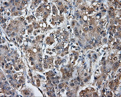 TPMT Antibody in Immunohistochemistry (Paraffin) (IHC (P))