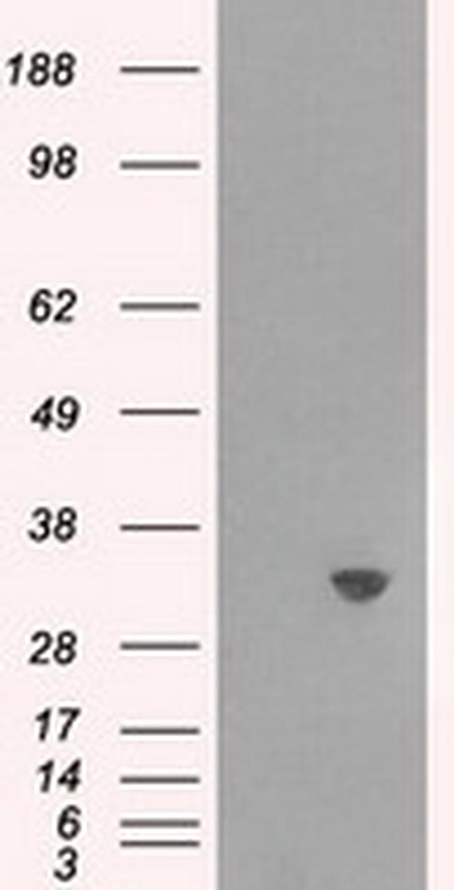 TPMT Antibody in Western Blot (WB)