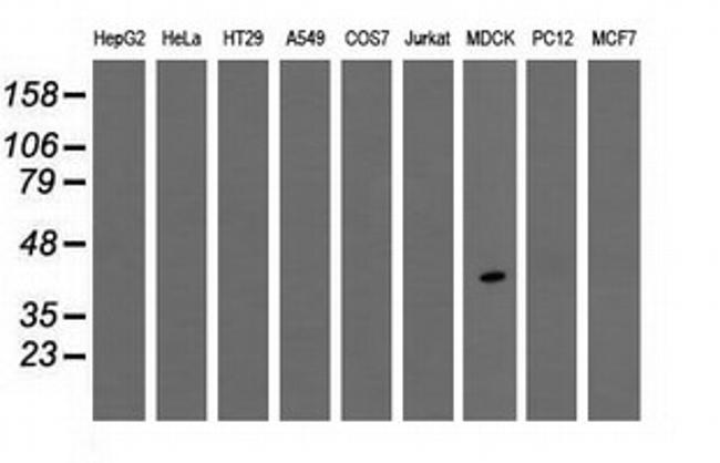 TPMT Antibody in Western Blot (WB)