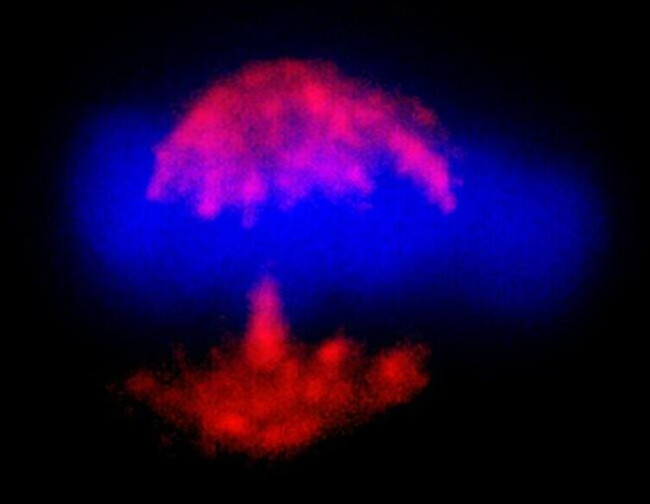 TPX2 Antibody in Immunocytochemistry (ICC/IF)