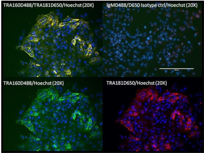 TRA-1-60 Antibody in Immunocytochemistry (ICC/IF)