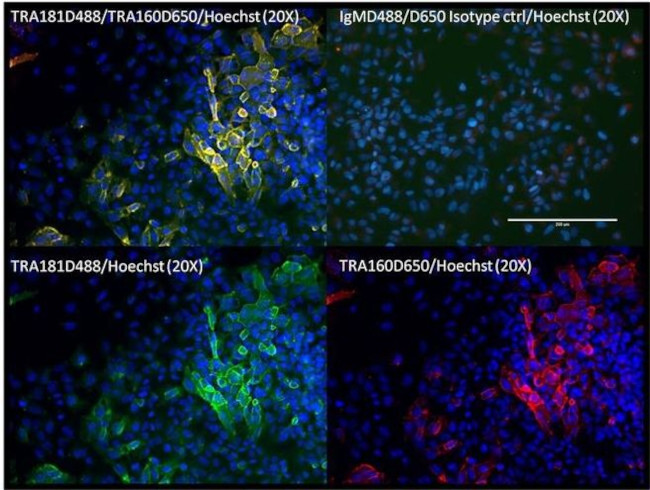 TRA-1-60 Antibody in Immunocytochemistry (ICC/IF)