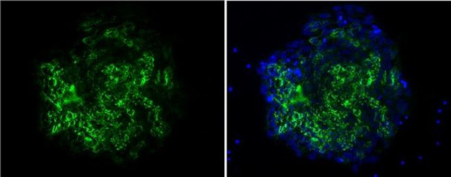 TRA-1-60 Antibody in Immunocytochemistry (ICC/IF)