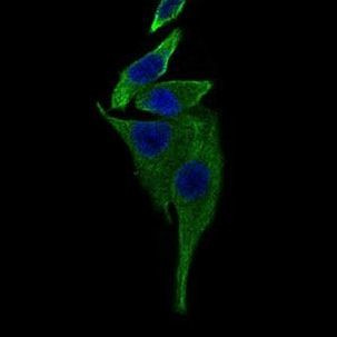 TRAFD1 Antibody in Immunocytochemistry (ICC/IF)