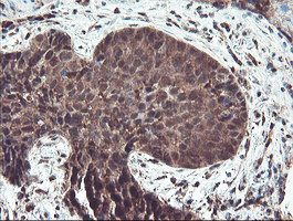 TRAIP Antibody in Immunohistochemistry (Paraffin) (IHC (P))