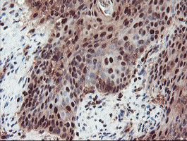 TRAIP Antibody in Immunohistochemistry (Paraffin) (IHC (P))