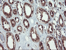 TRAIP Antibody in Immunohistochemistry (Paraffin) (IHC (P))