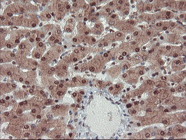 TRAIP Antibody in Immunohistochemistry (Paraffin) (IHC (P))