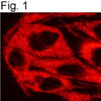 TRAP1 Antibody in Immunocytochemistry (ICC/IF)