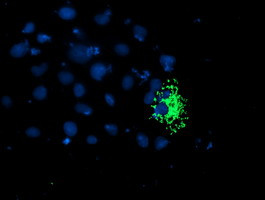 TRAP1 Antibody in Immunocytochemistry (ICC/IF)