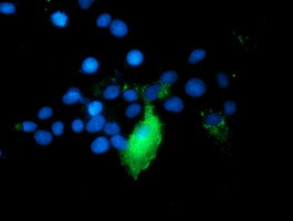 TRAP1 Antibody in Immunocytochemistry (ICC/IF)