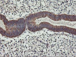 TRAP1 Antibody in Immunohistochemistry (Paraffin) (IHC (P))