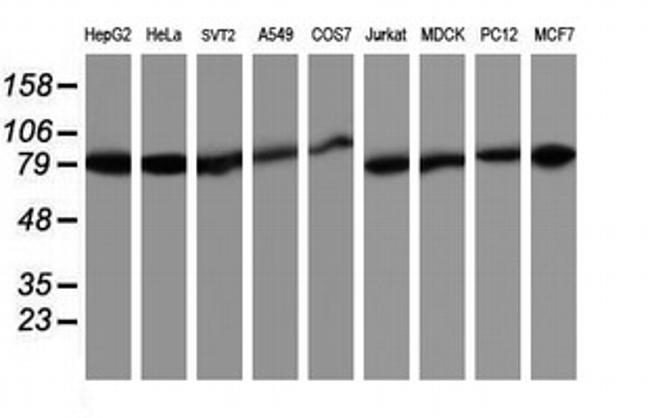 TRAP1 Antibody in Western Blot (WB)