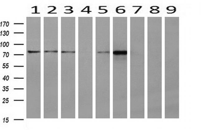 TRAP1 Antibody in Western Blot (WB)