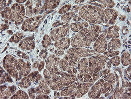 TRAPPC4 Antibody in Immunohistochemistry (Paraffin) (IHC (P))