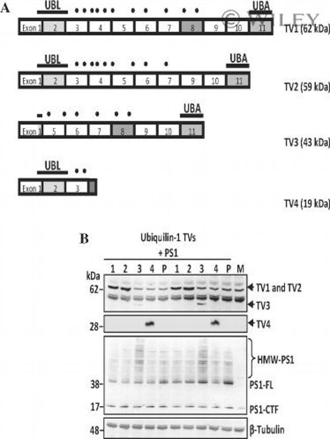 Ubiquilin 2 Antibody in Western Blot (WB)