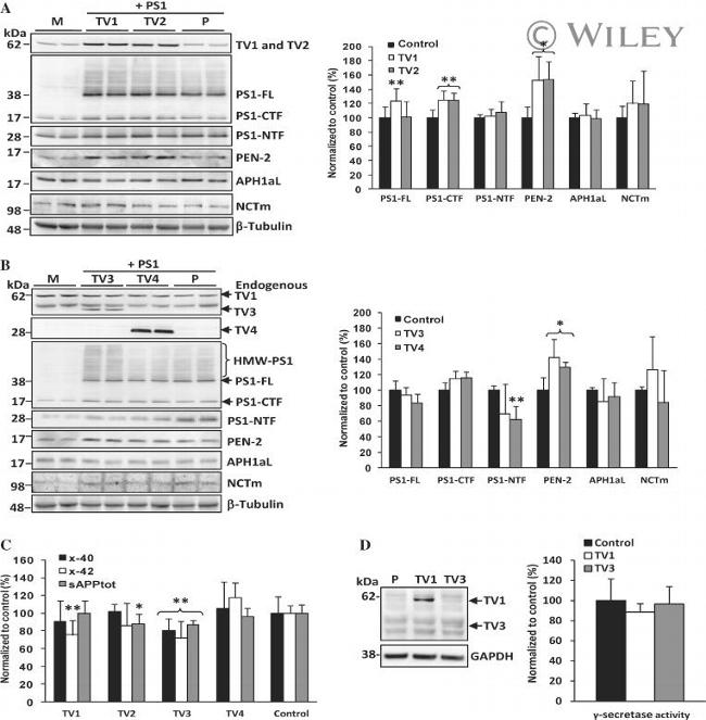 Ubiquilin 2 Antibody in Western Blot (WB)