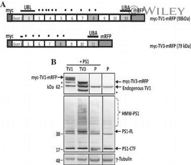 Ubiquilin 2 Antibody in Western Blot (WB)