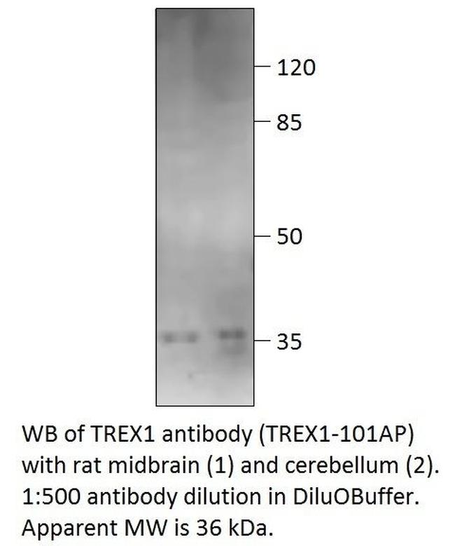 TREX1 Antibody in Western Blot (WB)