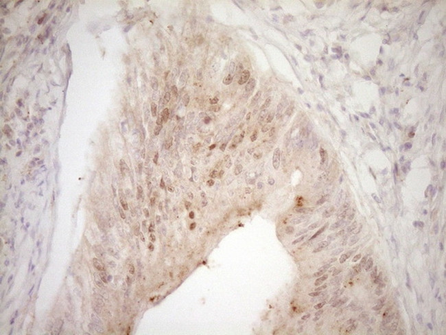 TRIB3 Antibody in Immunohistochemistry (Paraffin) (IHC (P))