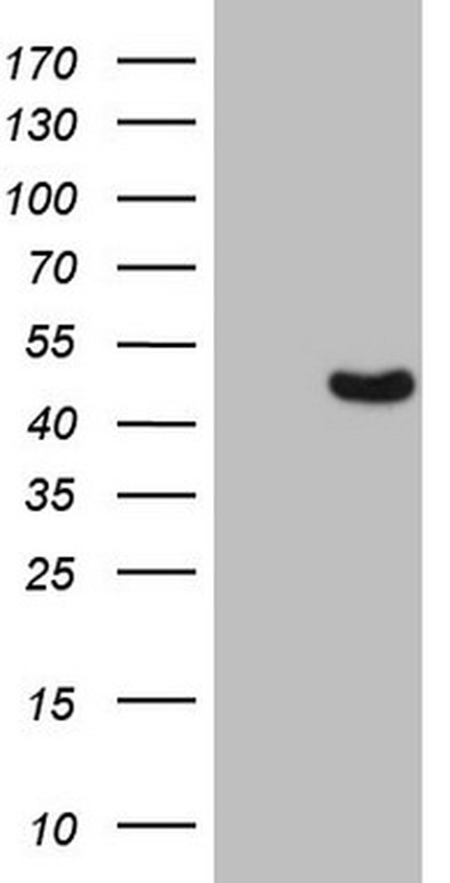 TRIB3 Antibody in Western Blot (WB)