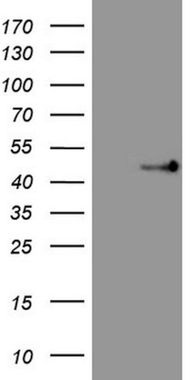 TRIB3 Antibody in Western Blot (WB)