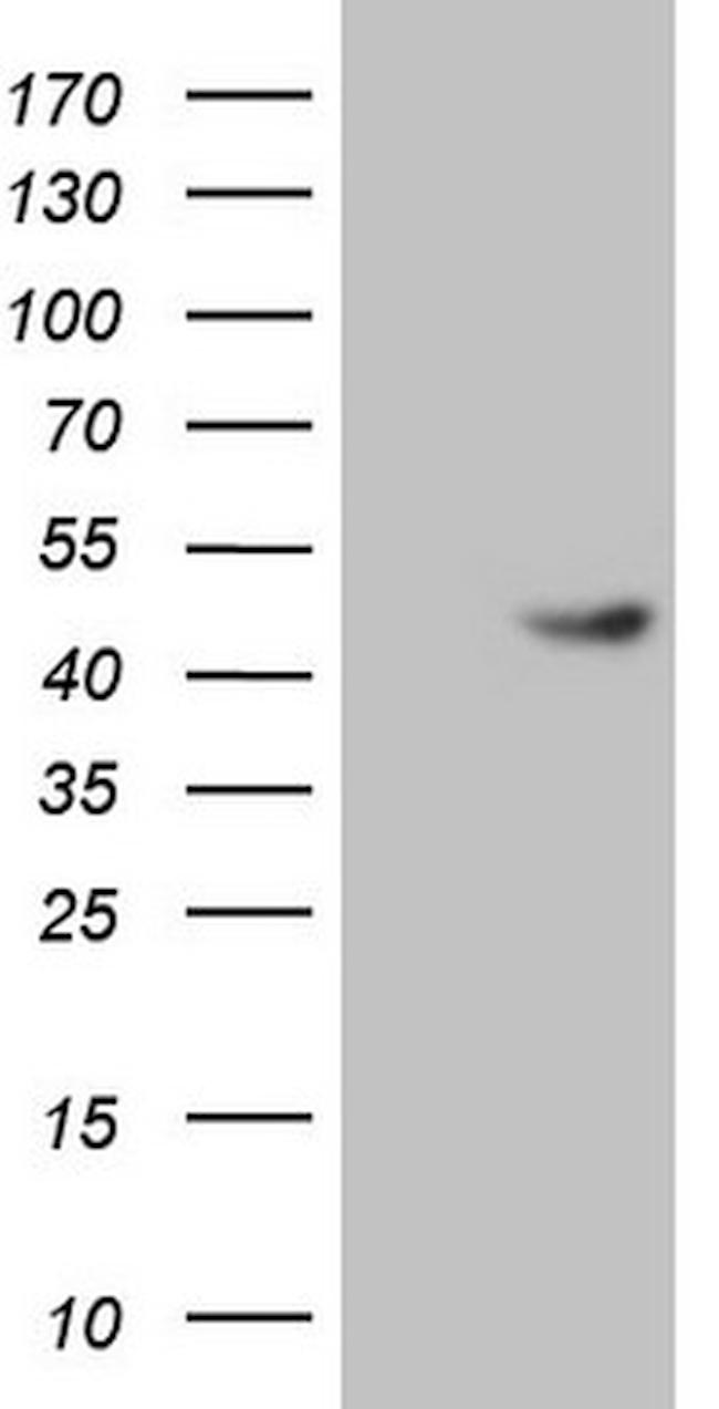 TRIB3 Antibody in Western Blot (WB)