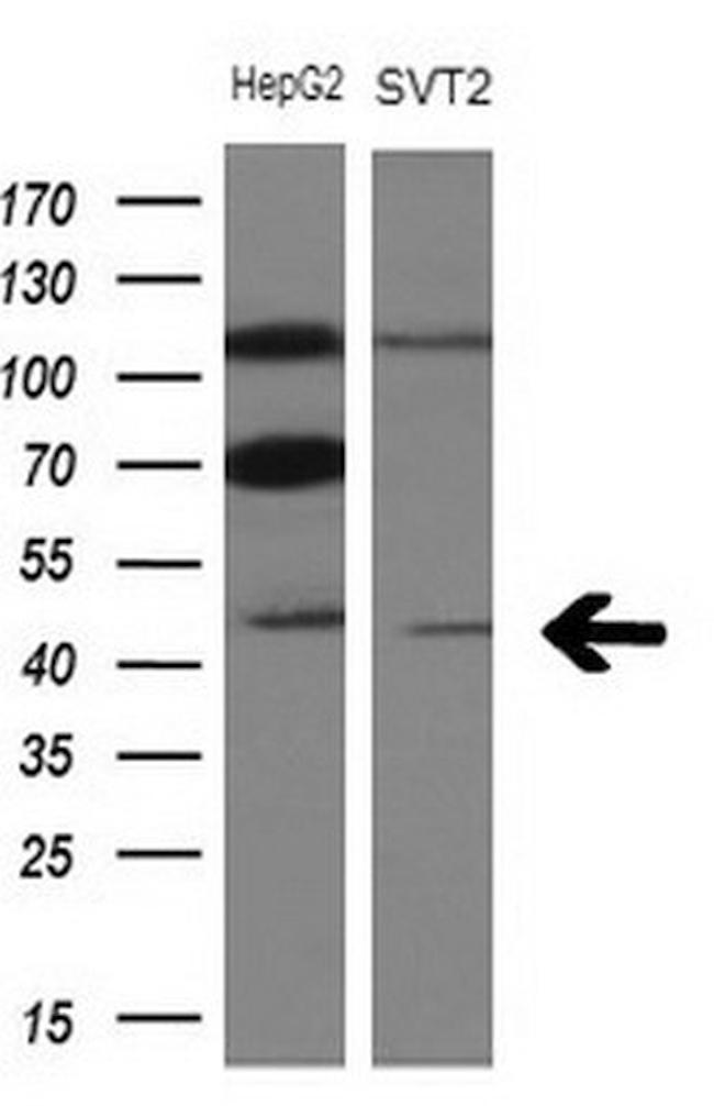 TRIB3 Antibody in Western Blot (WB)