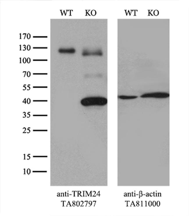 TRIM24 Antibody in Western Blot (WB)