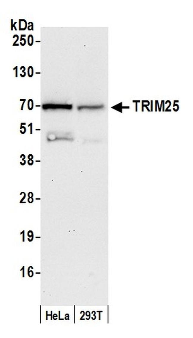 TRIM25 Antibody in Western Blot (WB)