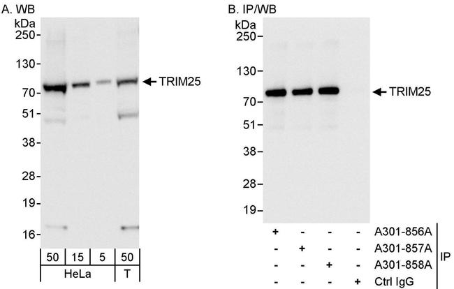 TRIM25 Antibody in Western Blot (WB)