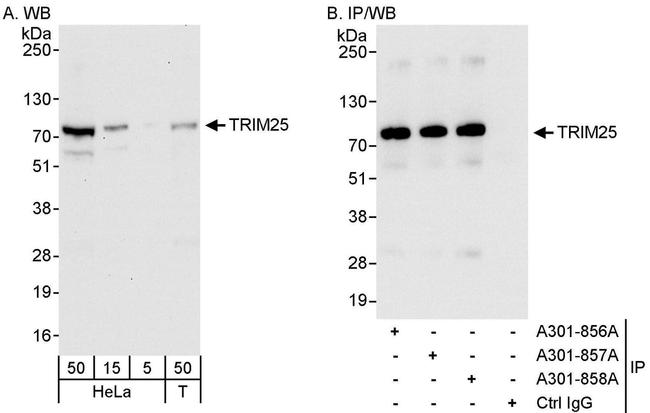 TRIM25 Antibody in Western Blot (WB)