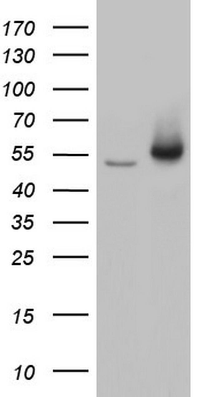 TRIM27 Antibody in Western Blot (WB)