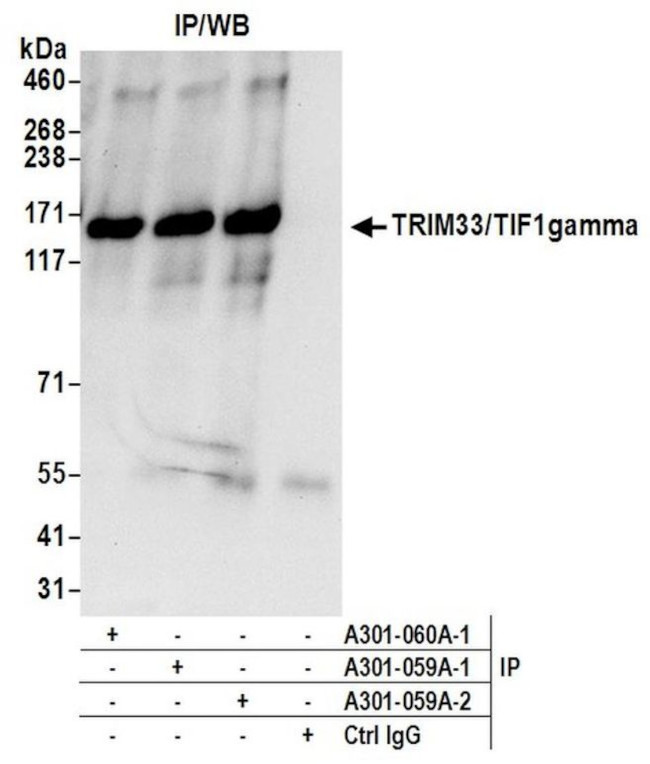 TRIM33/TIF1gamma Antibody in Immunoprecipitation (IP)