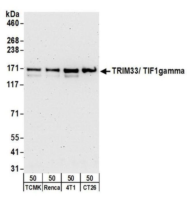 TRIM33/TIF1gamma Antibody in Western Blot (WB)