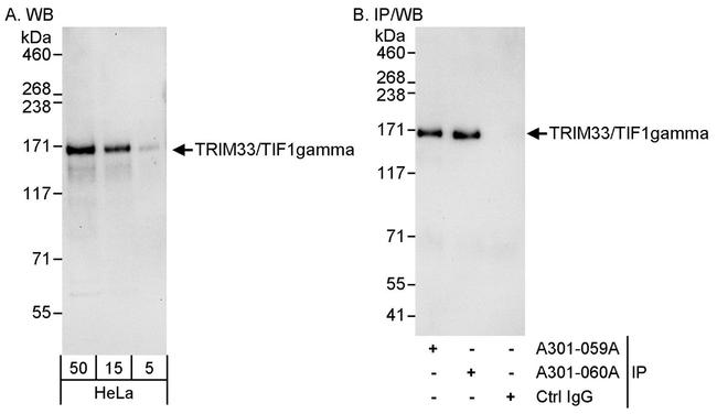 TRIM33/TIF1gamma Antibody in Western Blot (WB)