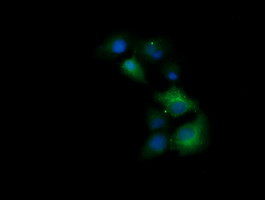 TRIM38 Antibody in Immunocytochemistry (ICC/IF)