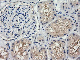 TRIM38 Antibody in Immunohistochemistry (Paraffin) (IHC (P))