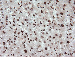 TRIM38 Antibody in Immunohistochemistry (Paraffin) (IHC (P))