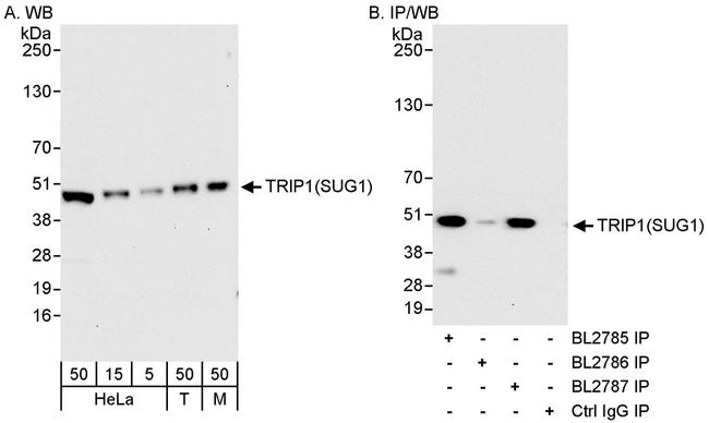 TRIP1/SUG1 Antibody in Western Blot (WB)