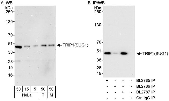 TRIP1/SUG1 Antibody in Western Blot (WB)