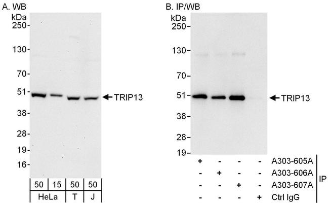 TRIP13 Antibody in Western Blot (WB)