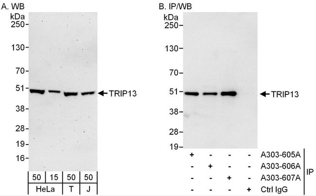 TRIP13 Antibody in Western Blot (WB)