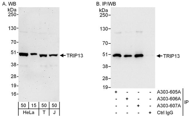 TRIP13 Antibody in Western Blot (WB)