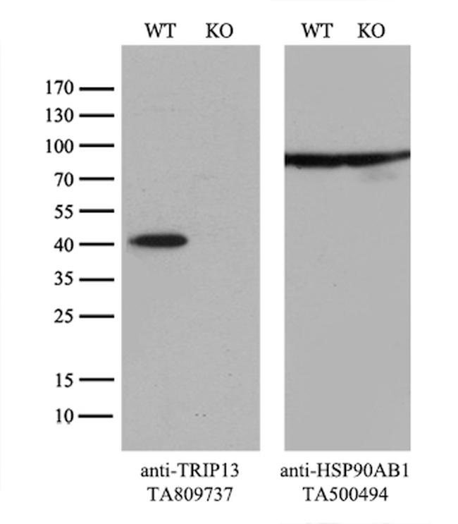 TRIP13 Antibody in Western Blot (WB)