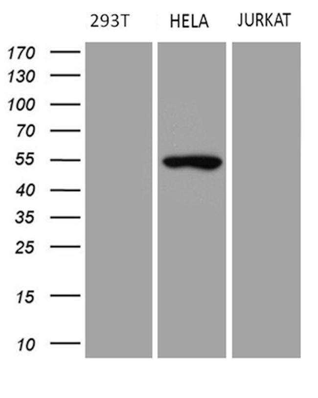 TRIP13 Antibody in Western Blot (WB)