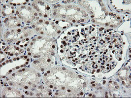 TRMT2A Antibody in Immunohistochemistry (Paraffin) (IHC (P))