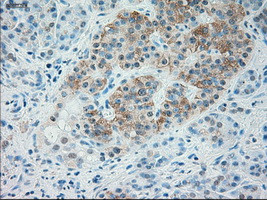 TRPM4 Antibody in Immunohistochemistry (Paraffin) (IHC (P))