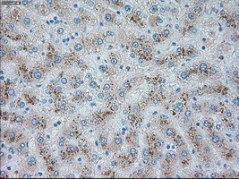 TRPM4 Antibody in Immunohistochemistry (Paraffin) (IHC (P))